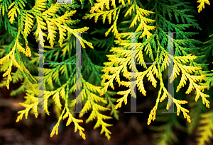 Picture of Thuja occidentalis 'Walter Brown' (Techny Gold™)