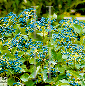 Picture of Viburnum dentatum 'Christom (Blue Muffin)'