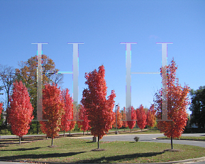 Picture of Acer rubrum 'Columnare'