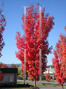 Picture of Acer rubrum 'Columnare'