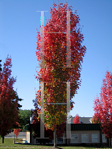 Picture of Acer rubrum 'Columnare'