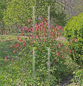 Picture of Aquilegia canadensis 
