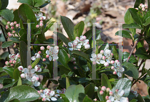 Picture of Aronia melanocarpa 'UCONNAM165 (Low Scape Mound)'