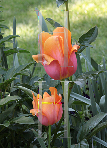 Picture of Tulipa x 