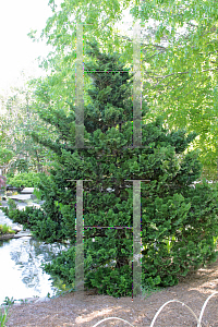 Picture of Chamaecyparis obtusa 'Nana'
