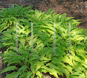 Picture of Hosta sieboldii 'Feather Boa'