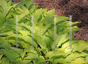 Picture of Hosta sieboldii 'Feather Boa'