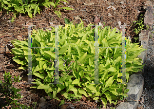 Picture of Hosta sieboldii 'Feather Boa'