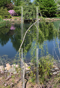 Picture of Taxodium distichum 'Falling Waters'