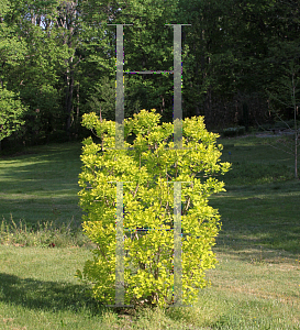 Picture of Cotinus coggygria 'Golden Spirit'