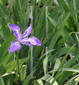 Picture of Iris tectorum 