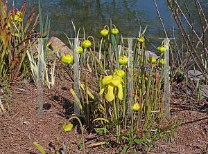 Picture of Sarracenia flava var. maxima 