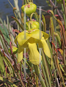 Picture of Sarracenia flava var. maxima 