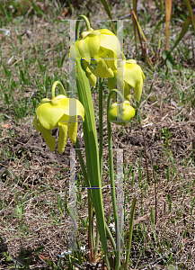 Picture of Sarracenia flava var. maxima 