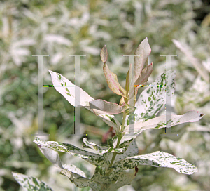 Picture of Salix integra 'Hakuro Nishiki'