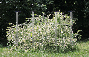 Picture of Salix integra 'Hakuro Nishiki'