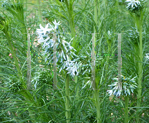 Picture of Amsonia hubrichtii 