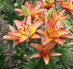 Picture of Lilium  