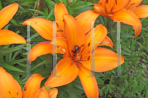 Picture of Lilium  