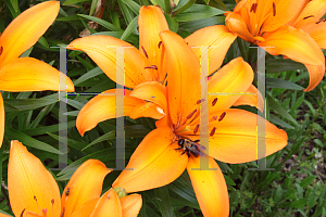 Picture of Lilium  