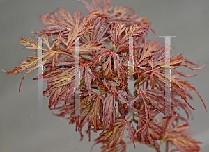 Picture of Acer palmatum (Dissectum Group) 'Ash's Scarlet Princess'