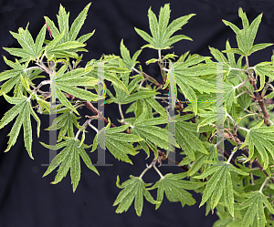 Picture of Acer sieboldianum 'Shiryu No Tsume'