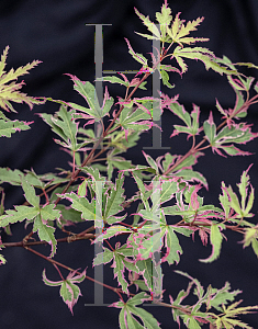 Picture of Acer palmatum 'Mama Fu'