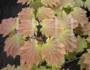 Picture of Acer japonicum 'Emmitt's Pumpkin'