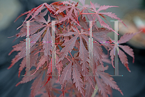 Picture of Acer palmatum 'Beni chaparrito'