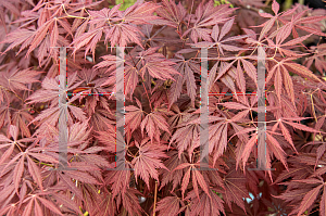 Picture of Acer palmatum 'Crimson Carole'