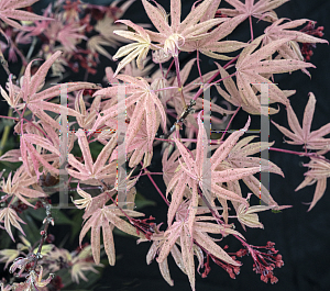 Picture of Acer palmatum 'Geisha Gone Wild'
