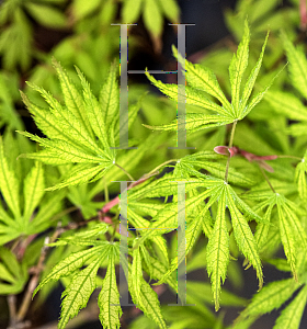 Picture of Acer palmatum 'Julia'