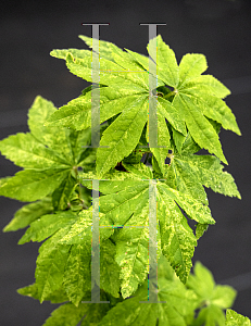 Picture of Acer sieboldianum 'Kumoi nishiki'