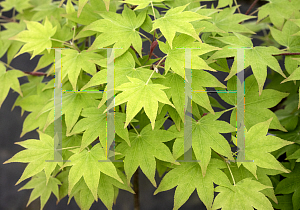 Picture of Acer palmatum 'Moonshadow'