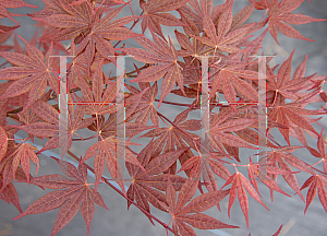 Picture of Acer palmatum 'Ogon sarasa'