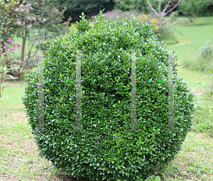 Picture of Buxus sempervirens 'Suffruticosa'