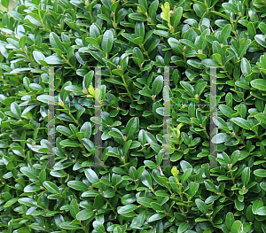 Picture of Buxus sempervirens 'Suffruticosa'