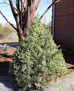 Picture of Buxus sempervirens 'Aureovariegata'