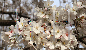 Picture of Prunus x yedoensis 