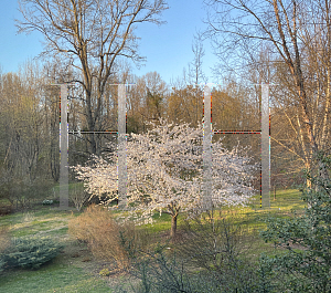 Picture of Prunus x yedoensis 