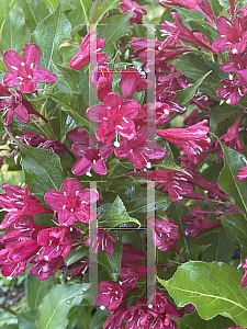 Picture of Weigela vaniceki x  'Red Prince'