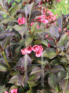 Picture of Weigela florida 'Minor Black'
