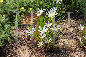 Picture of Zephyranthes candida 