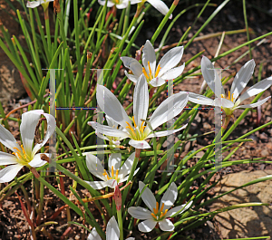 Picture of Zephyranthes candida 