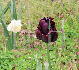Picture of Tulipa x 'Queen of Night'