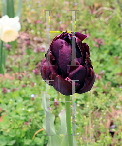 Picture of Tulipa x 'Queen of Night'