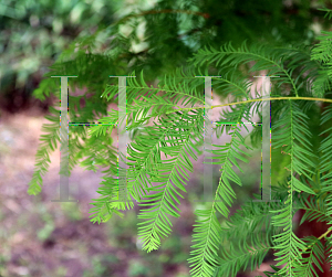 Picture of Taxodium distichum 