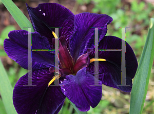 Picture of Iris louisiana hybrids 'Black Gamecock'