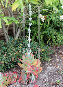 Picture of Kalanchoe luciae 