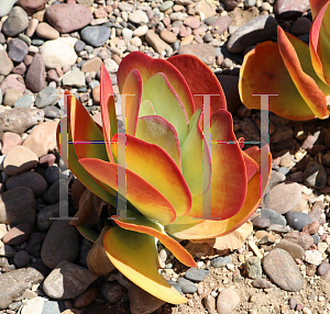 Picture of Kalanchoe thyrsiflora 